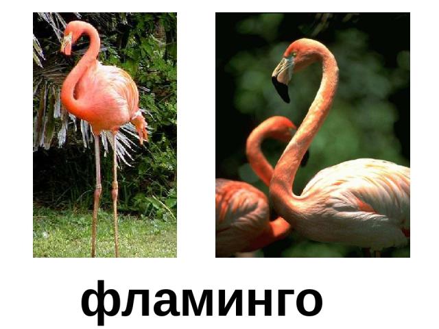фламинго Фламинго