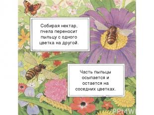 Собирая нектар, пчела переносит пыльцу с одного цветка на другой. Часть пыльцы о