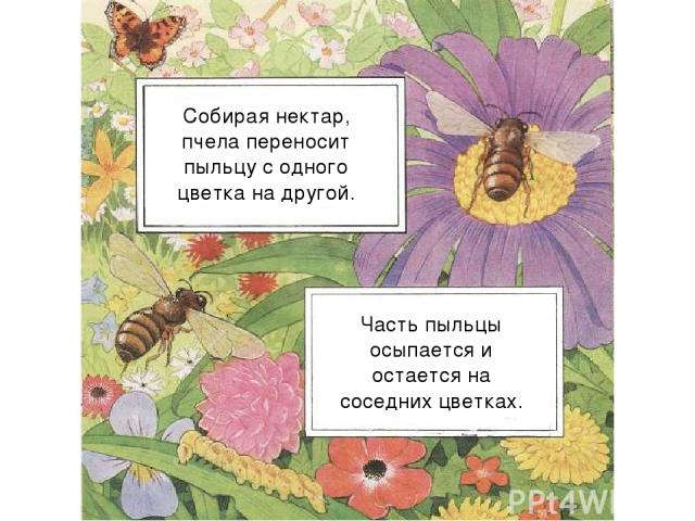 Собирая нектар, пчела переносит пыльцу с одного цветка на другой. Часть пыльцы осыпается и остается на соседних цветках. Собирая нектар, пчела переносит пыльцу с одного цветка на другой. Часть пыльцы осыпается и остается на соседних цветках.