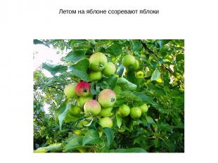 Летом на яблоне созревают яблоки