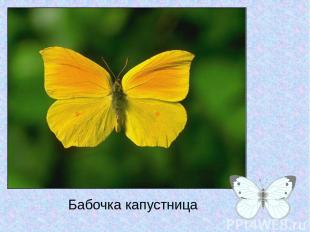 Бабочка капустница