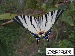 Бабочка БАБОЧКА
