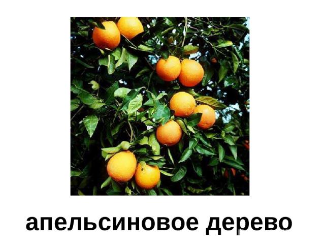 апельсиновое дерево Апельсиновое дерево.