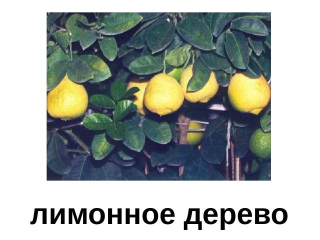 лимонное дерево Лимонное дерево.