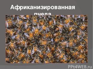 Африканизированная пчела