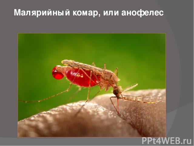Малярийный комар, или анофелес