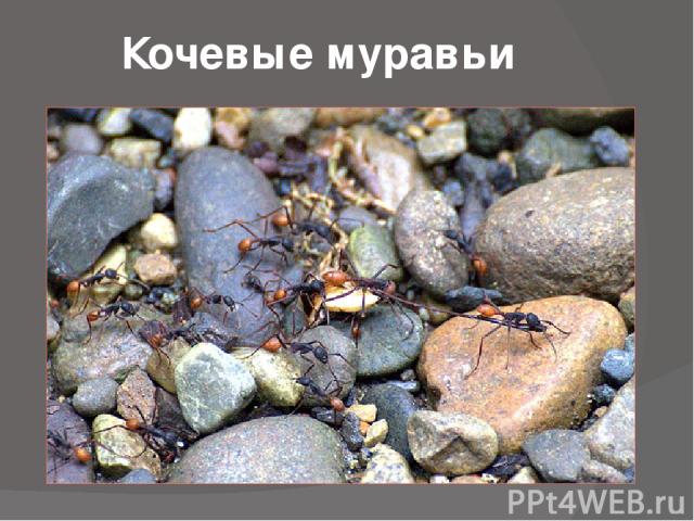 Кочевые муравьи