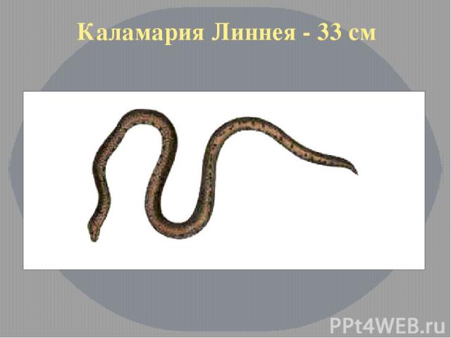 Каламария Линнея - 33 см