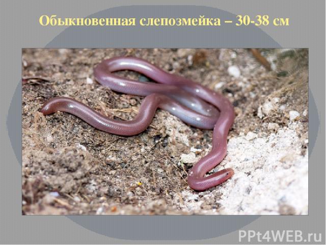 Обыкновенная слепозмейка – 30-38 см