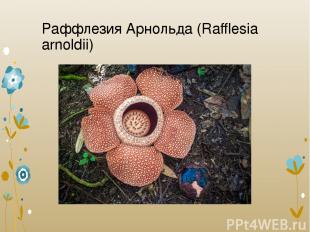 Раффлезия Арнольда (Rafflesia arnoldii)
