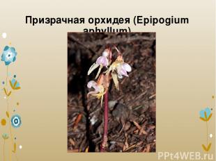 Призрачная орхидея (Epipogium aphyllum)