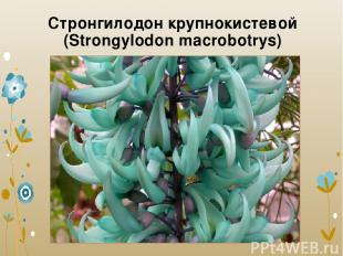 Стронгилодон крупнокистевой (Strongylodon macrobotrys)