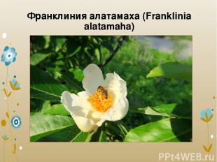 Франклиния алатамаха (Franklinia alatamaha)