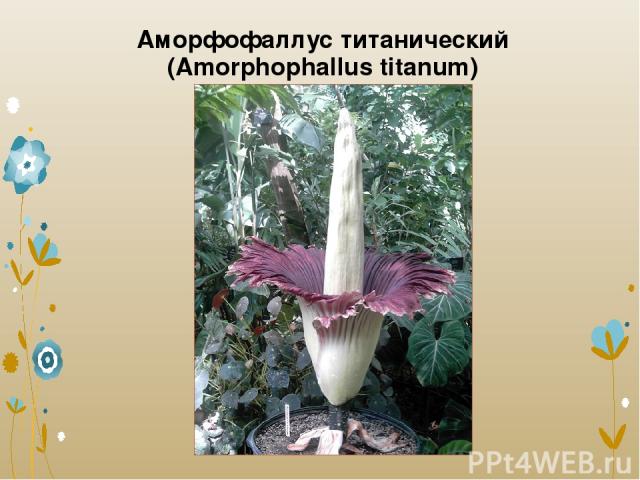 Аморфофаллус титанический (Amorphophallus titanum)