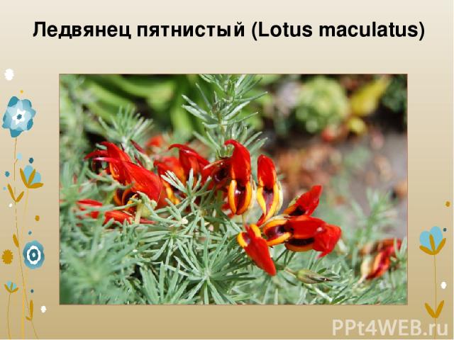 Ледвянец пятнистый (Lotus maculatus)