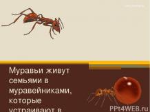 научные_факты_о_муравях_