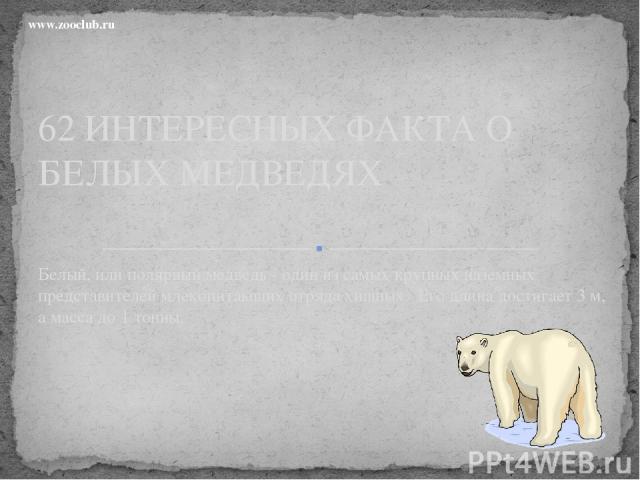 Белый, или полярный медведь - один из самых крупных наземных представителей млекопитающих отряда хищных. Его длина достигает 3 м, а масса до 1 тонны. 62 ИНТЕРЕСНЫХ ФАКТА О БЕЛЫХ МЕДВЕДЯХ www.zooclub.ru http://zooclub.ru/fakty/o_belom_polyarnom_medve…