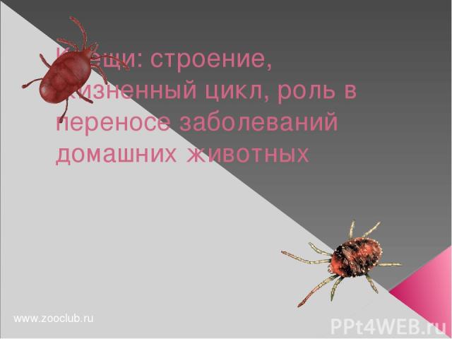 Клещи: строение, жизненный цикл, роль в переносе заболеваний домашних животных www.zooclub.ru http://www.zooclub.ru/chlen/pauk/117972.shtml