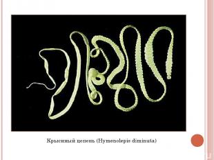 Крысиный цепень (Hymenolepis diminuta)
