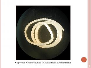 Скребень четковидный (Moniliformis moniliformis)