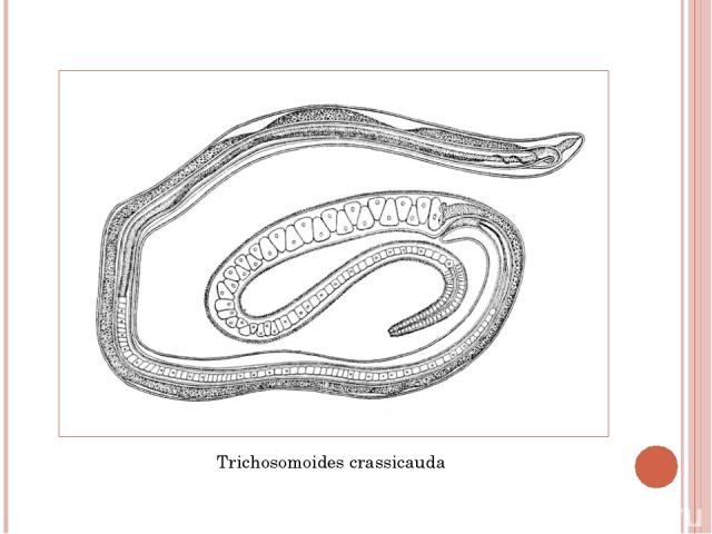 Trichosomoides crassicauda