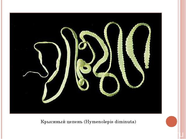 Крысиный цепень (Hymenolepis diminuta)