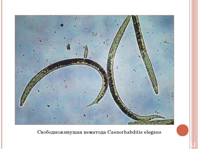 Свободноживущая нематода Caenorhabditis elegans