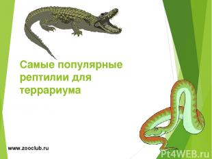 Самые популярные рептилии для террариума www.zooclub.ru http://zooclub.ru/samye/