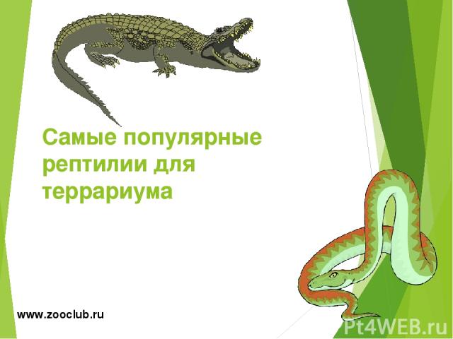 Самые популярные рептилии для террариума www.zooclub.ru http://zooclub.ru/samye/popularnye_reptilii_dla_terrariuma.shtml