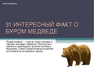 31 ИНТЕРЕСНЫЙ ФАКТ О БУРОМ МЕДВЕДЕ Бурый медведь — один из самых крупных и опасн