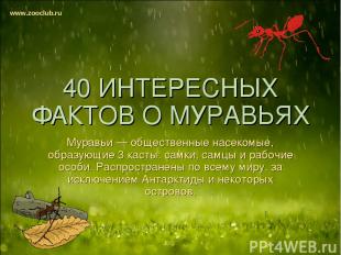 40 ИНТЕРЕСНЫХ ФАКТОВ О МУРАВЬЯХ Муравьи — общественные насекомые, образующие 3 к