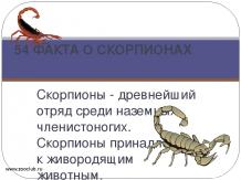 55 интересных фактов о скорпионах