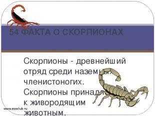 Скорпионы - древнейший отряд среди наземных членистоногих. Скорпионы принадлежат