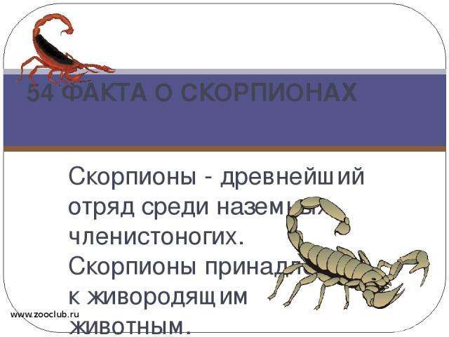 Скорпионы - древнейший отряд среди наземных членистоногих. Скорпионы принадлежат к живородящим животным. 54 ФАКТА О СКОРПИОНАХ www.zooclub.ru http://zooclub.ru/fakty/o_skorpiohan.shtml