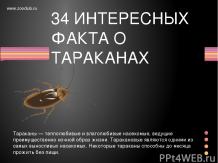 34 интересных фактов о тараканах