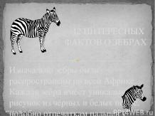 12 интересных фактов о зебрах