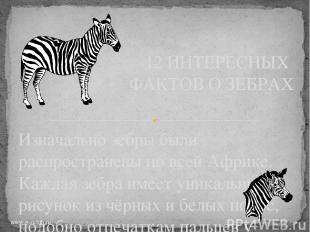 Изначально зебры были распространены по всей Африке. Каждая зебра имеет уникальн