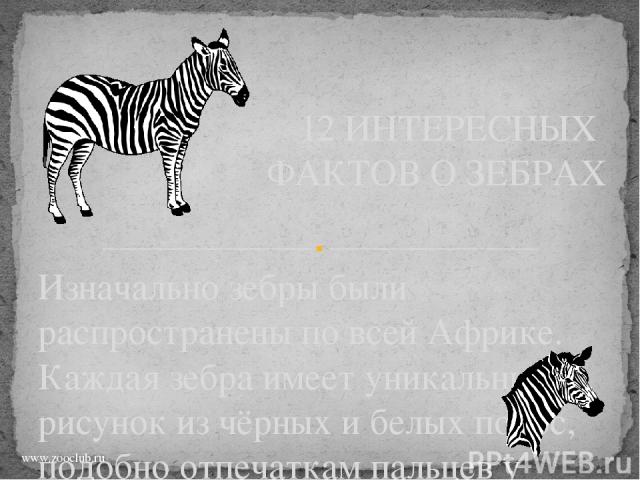 Изначально зебры были распространены по всей Африке. Каждая зебра имеет уникальный рисунок из чёрных и белых полос, подобно отпечаткам пальцев у человека. 12 ИНТЕРЕСНЫХ ФАКТОВ О ЗЕБРАХ www.zooclub.ru http://zooclub.ru/fakty/o_zebrah.shtml