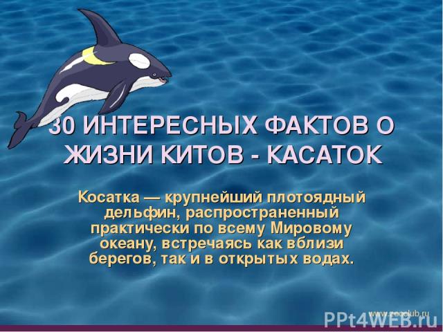 30 ИНТЕРЕСНЫХ ФАКТОВ О ЖИЗНИ КИТОВ - КАСАТОК Косатка — крупнейший плотоядный дельфин, распространенный практически по всему Мировому океану, встречаясь как вблизи берегов, так и в открытых водах. www.zooclub.ru