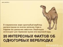 20 интересных фактов из жизни одногорбных верблюдах
