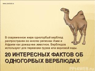 20 ИНТЕРЕСНЫХ ФАКТОВ ОБ ОДНОГОРБЫХ ВЕРБЛЮДАХ В современном мире одногорбый вербл