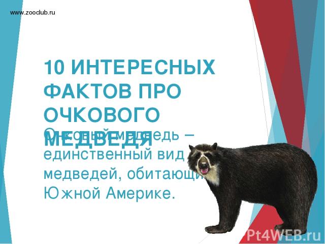 10 ИНТЕРЕСНЫХ ФАКТОВ ПРО ОЧКОВОГО МЕДВЕДЯ Очковый медведь – единственный вид медведей, обитающий в Южной Америке. www.zooclub.ru http://zooclub.ru/fakty/pro_ochkovyh_medvedey.shtml