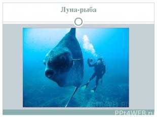 Луна-рыба http://zooschool.ru/aqua/10.shtml