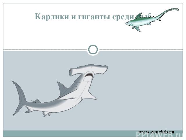 Карлики и гиганты среди рыб www.zooclub.ru http://zooschool.ru/aqua/10.shtml