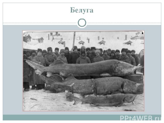 Белуга http://zooschool.ru/aqua/10.shtml