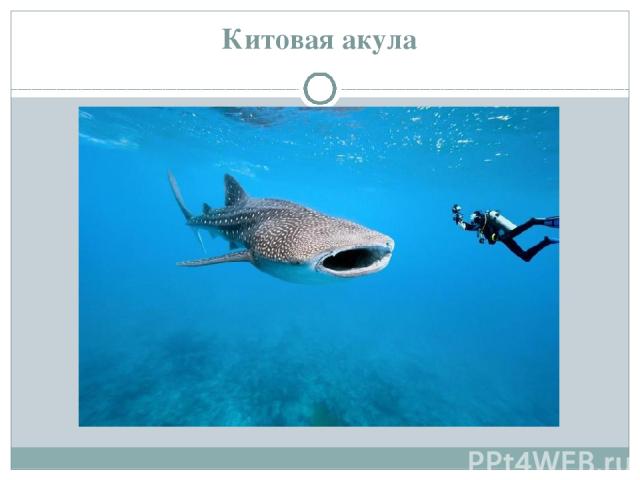 Китовая акула http://zooschool.ru/aqua/10.shtml