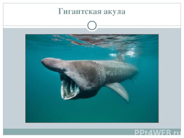 Гигантская акула http://zooschool.ru/aqua/10.shtml