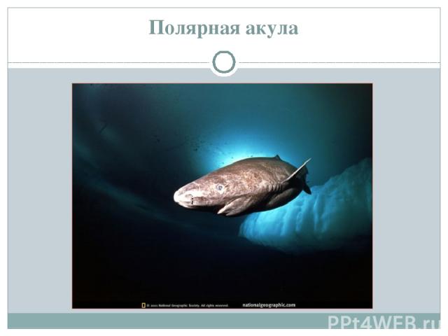 Полярная акула http://zooschool.ru/aqua/10.shtml