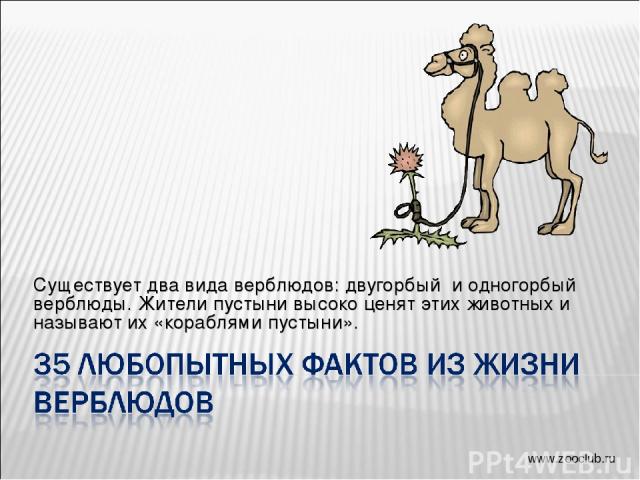 Существует два вида верблюдов: двугорбый и одногорбый верблюды. Жители пустыни высоко ценят этих животных и называют их «кораблями пустыни». www.zooclub.ru