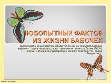 50 интересных фактов о бабочках